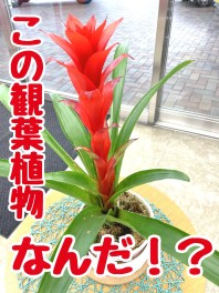 【シリーズ開始！？】この植物なんだ❓